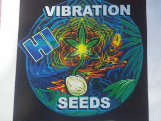 HI VIBRATION SEEDS