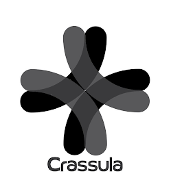 CRASSULA