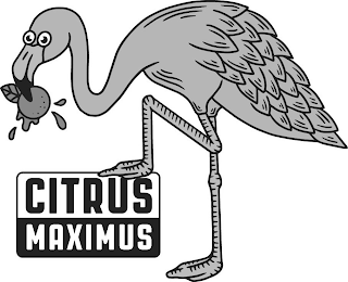 CITRUS MAXIMUS