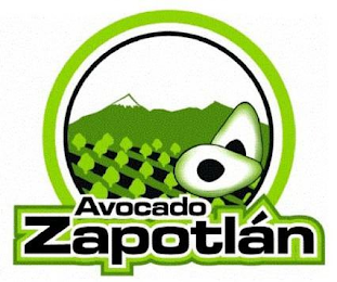 AVOCADO ZAPOTLÁN