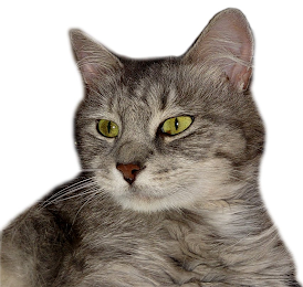 Image Trademark
