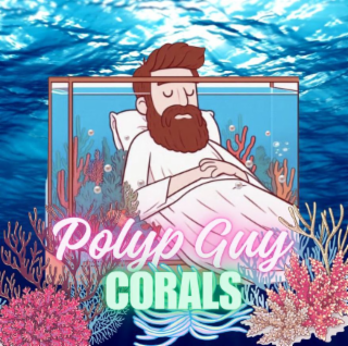 POLYP GUY CORALS