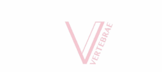 VERTEBRAE