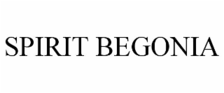 SPIRIT BEGONIA