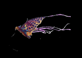 Image Trademark